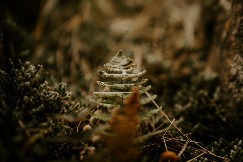 a close up of a leaf on the ground