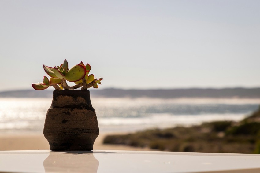 a vase with a plant in it sitting on a table