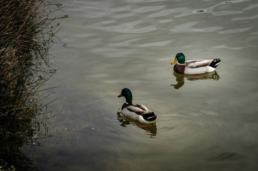 mallard duck on body of water during daytime