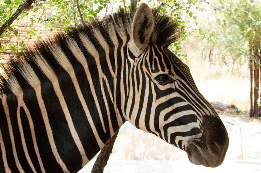 a close up of a zebra under a tree