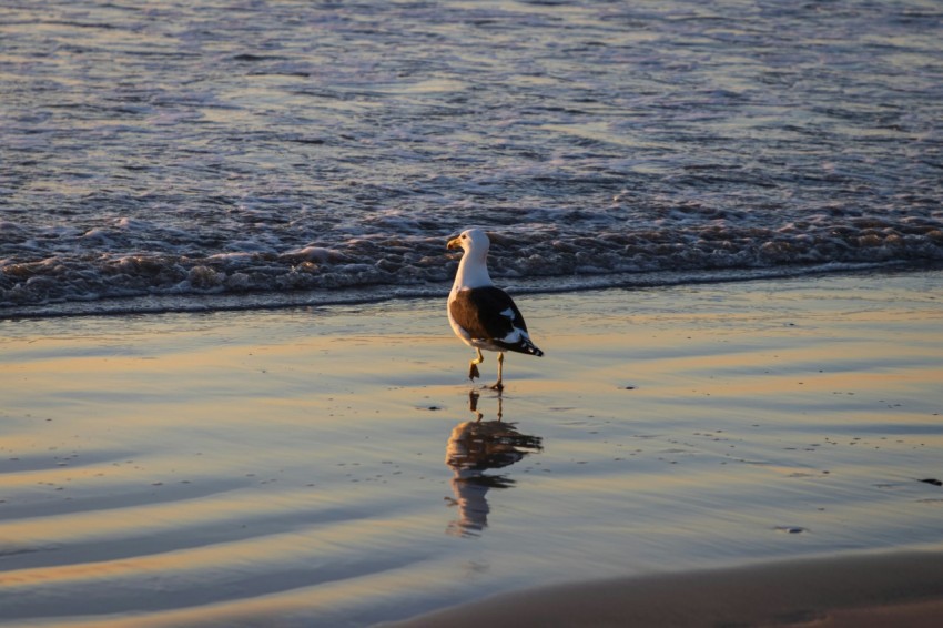 a seagull is standing on the beach near the water