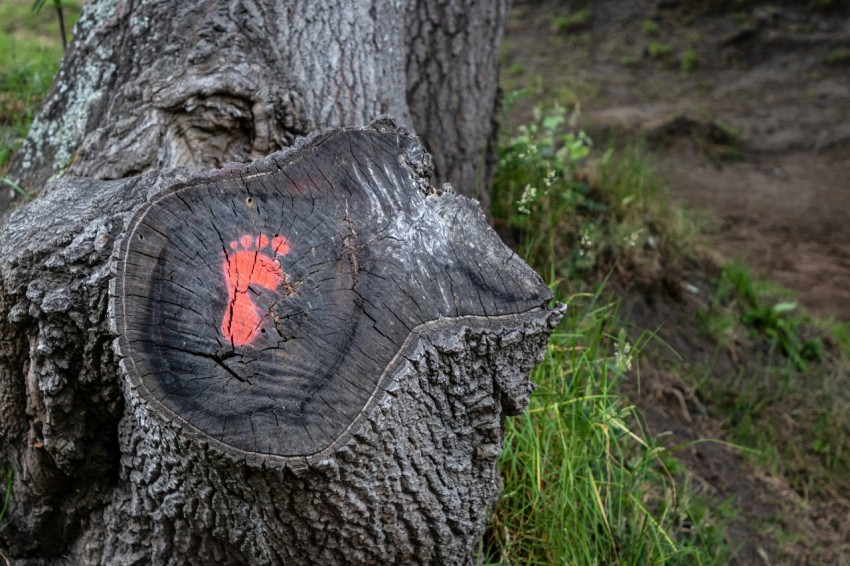 a tree stump with a red hand print on it