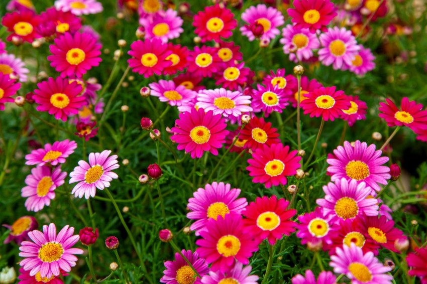 pink and red flower field