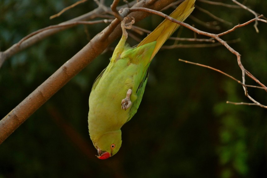 a bird on a tree branch