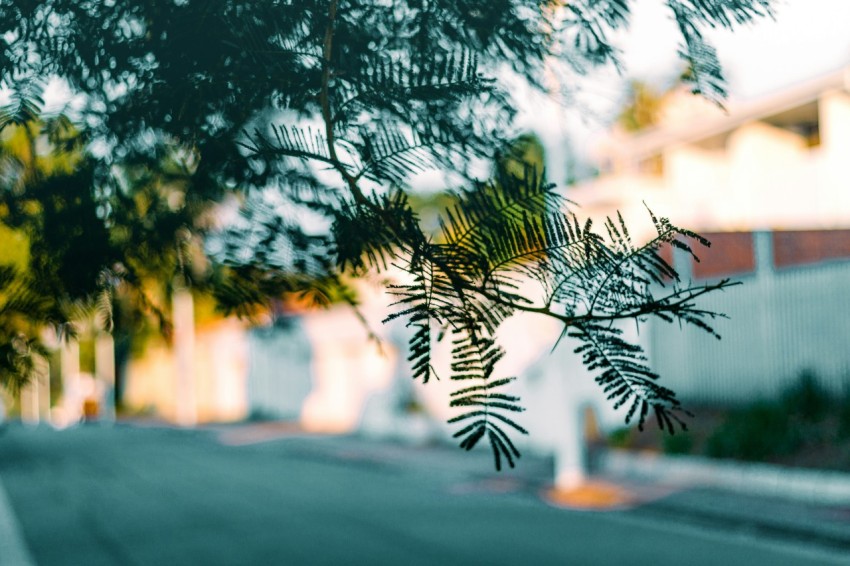 green palm tree during daytime