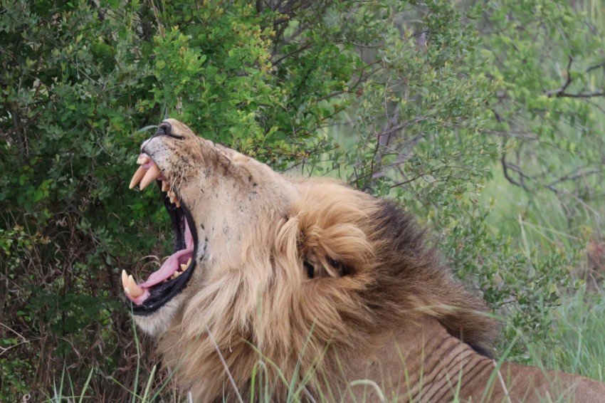 a lion with its mouth open and its mouth wide open