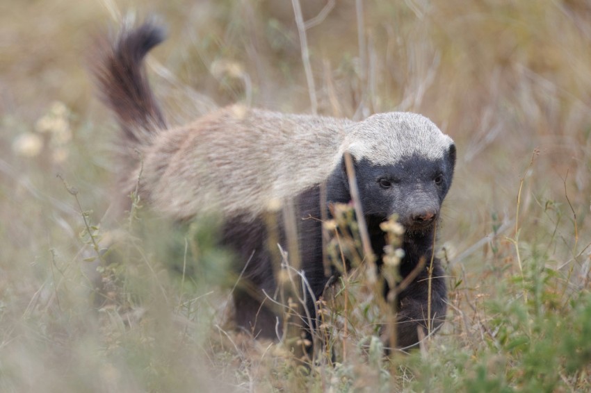 a small animal walking through a field of tall grass