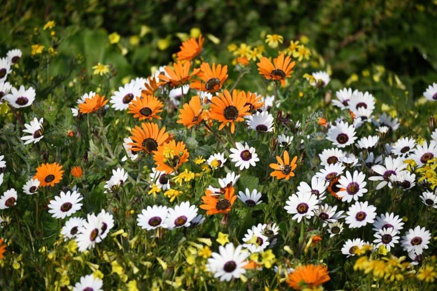 a field full of white and orange flowers