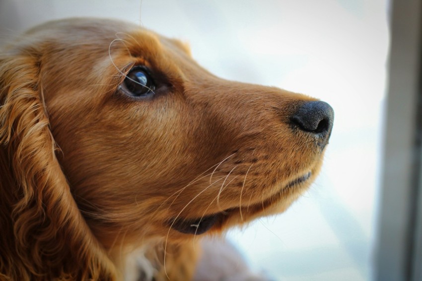 a close up of a dog looking out a window