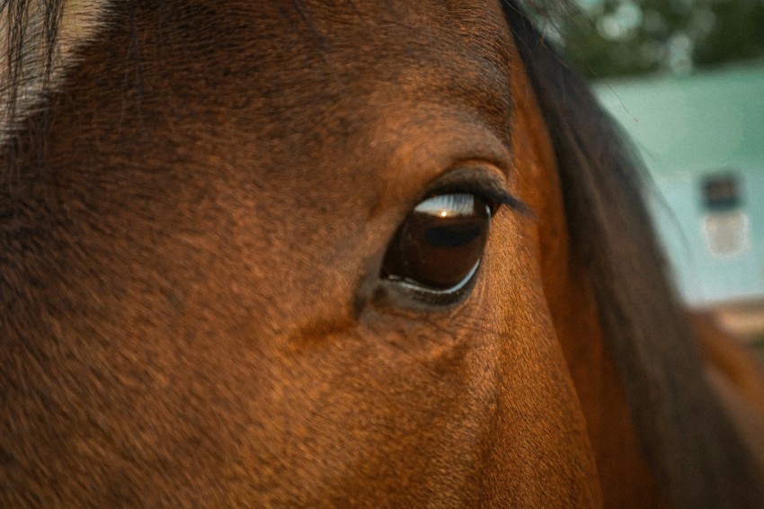 a close up of a horses face with a building in the background