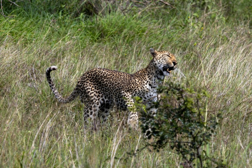 a cheetah walking through tall grass in the wild