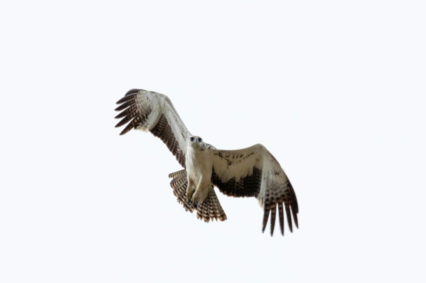 a large bird flying through a white sky St Z