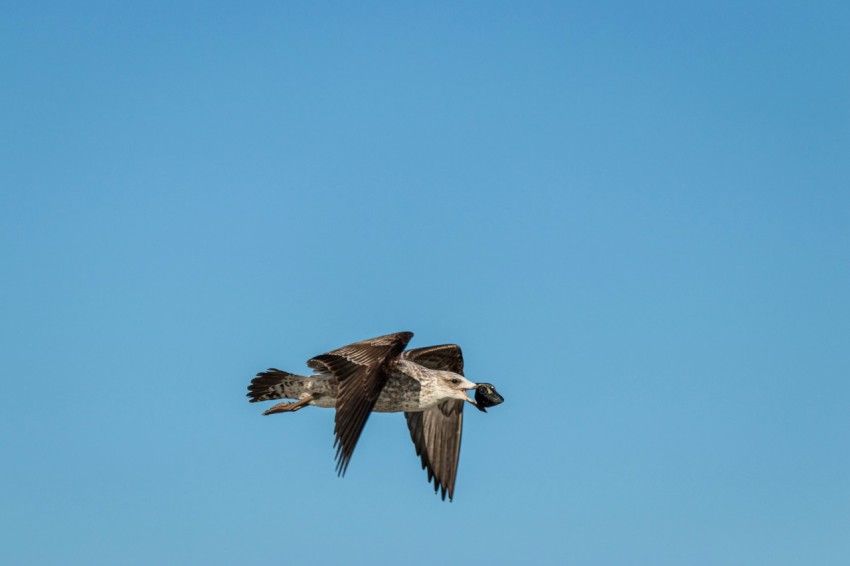 a large bird flying through a blue sky