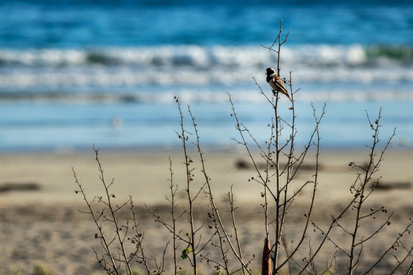 a small bird perched on top of a plant