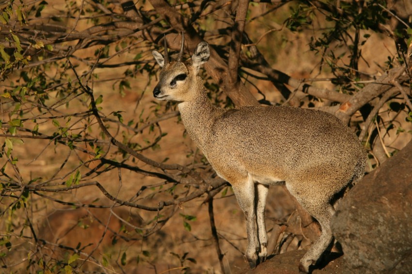 brown deer standing on brown tree branch during daytime