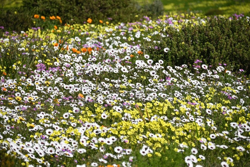 a field of wildflowers and other wild flowers