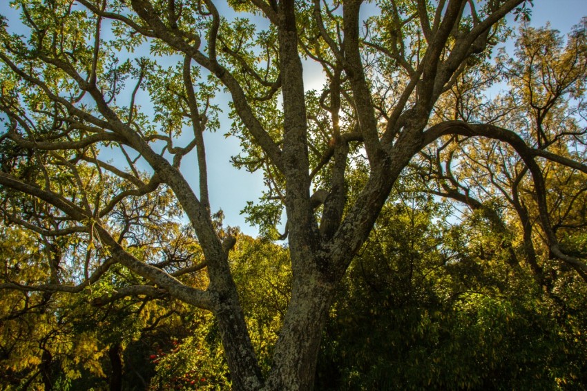 green trees under blue sky during daytime