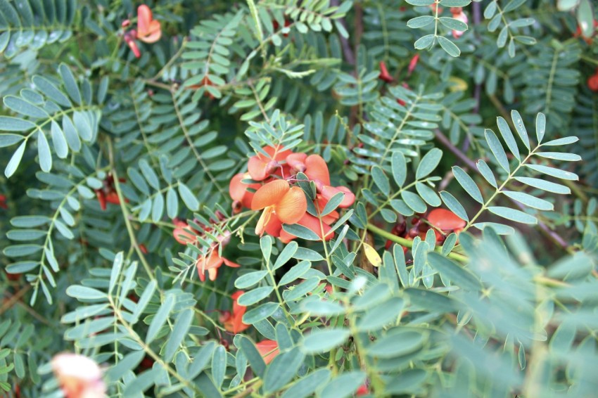 a bush with red flowers and green leaves