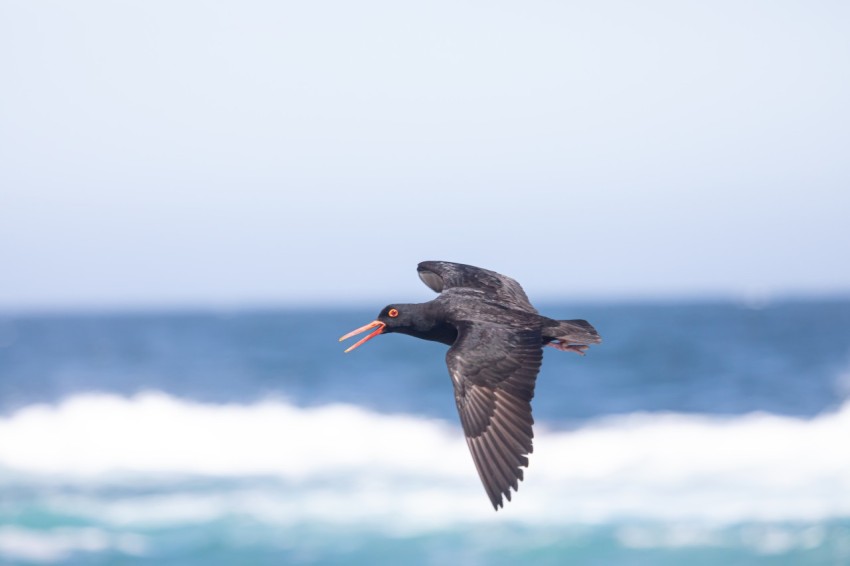 black bird flying in mid air during daytime