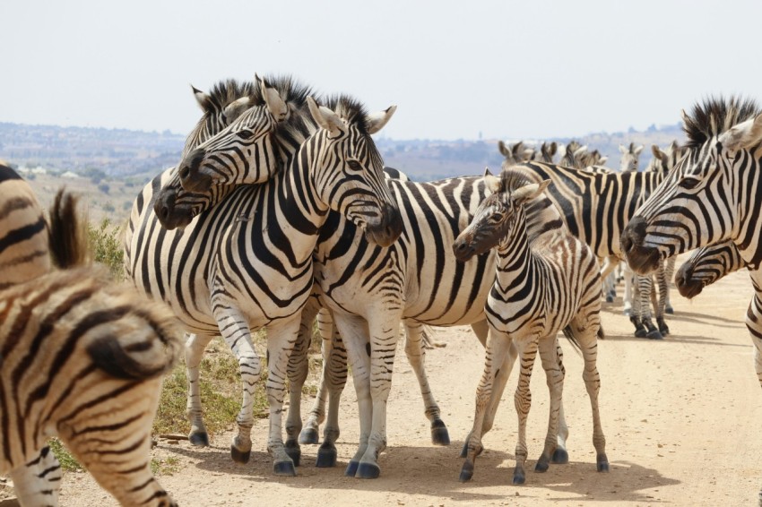 a herd of zebra standing on top of a dirt road