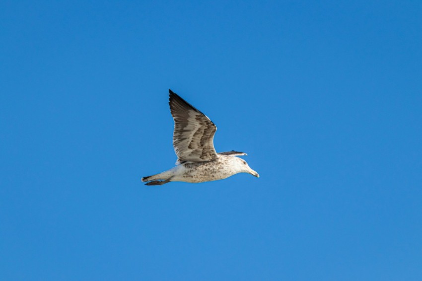 a seagull flying through a blue sky