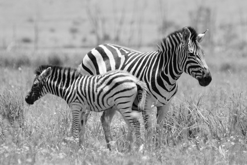 zebra standing on grass field during daytime