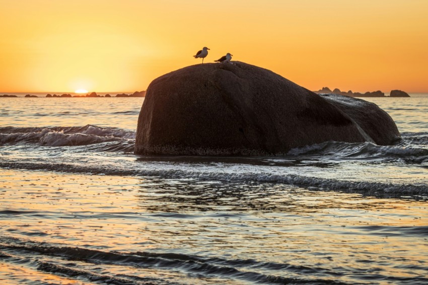 a bird sitting on top of a rock in the ocean