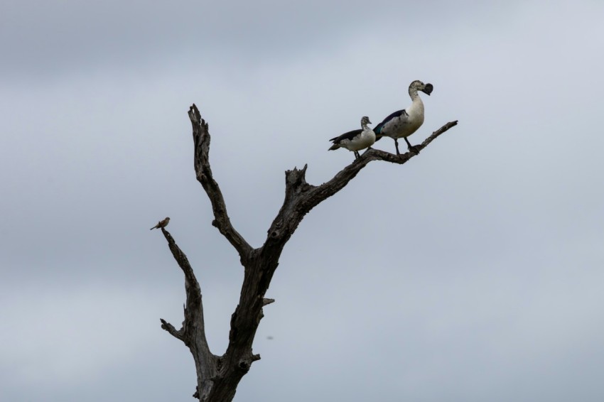 a couple of birds sitting on top of a tree l1f_