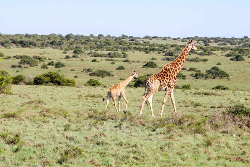 brown giraffe on green grass field during daytime Q_Ldz6c