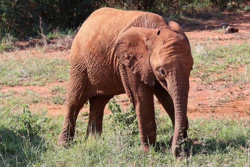 a baby elephant standing next to an adult elephant