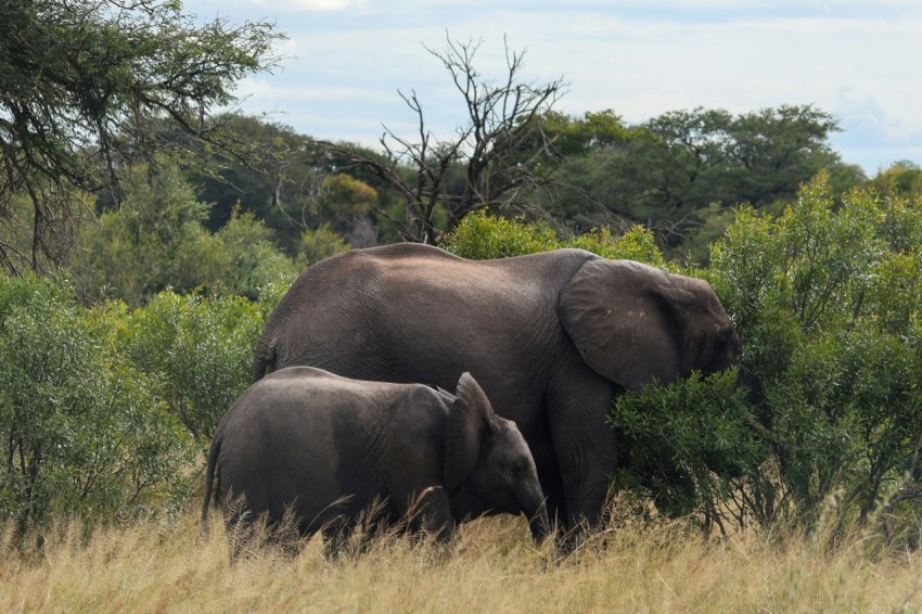 a couple of elephants that are standing in the grass