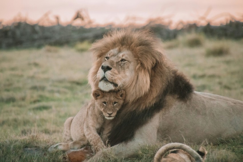 brown lion lying on green grass during daytime _