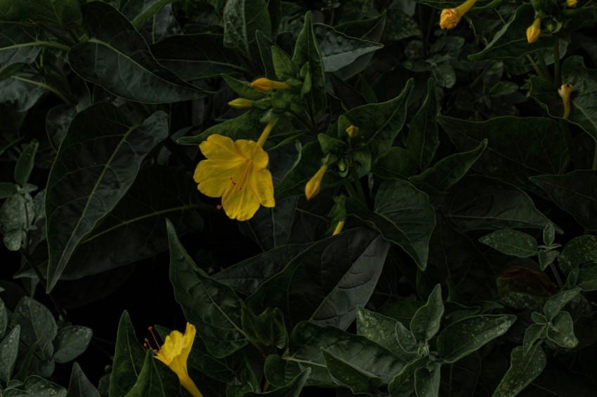 a close up of a plant with yellow flowers