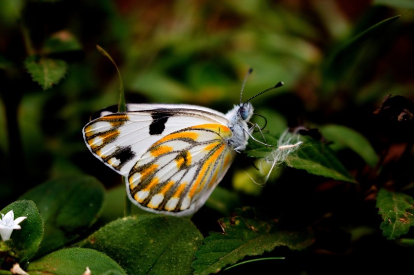 white and brown butterfly perched on green leaf in close up photography during daytime