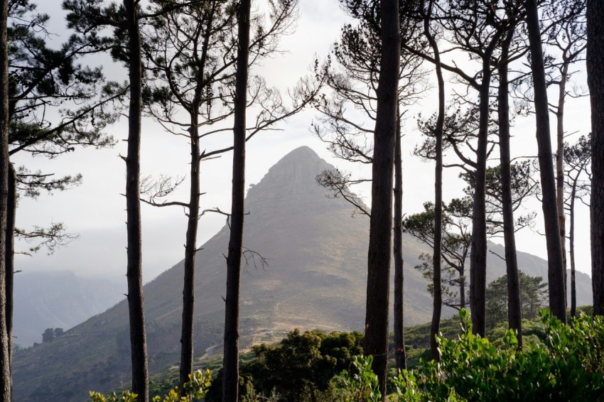 green mountain behind trees during daytime