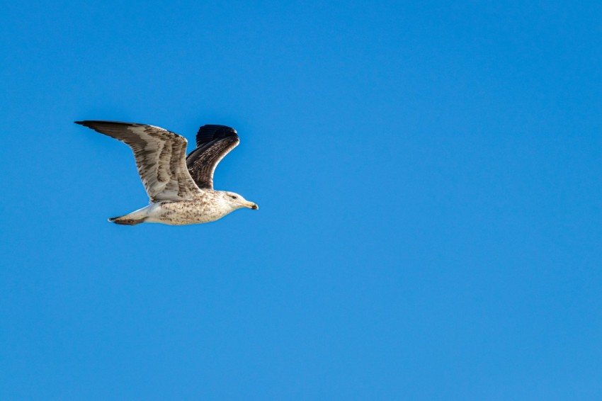 a seagull flying through a blue sky with its wings spread