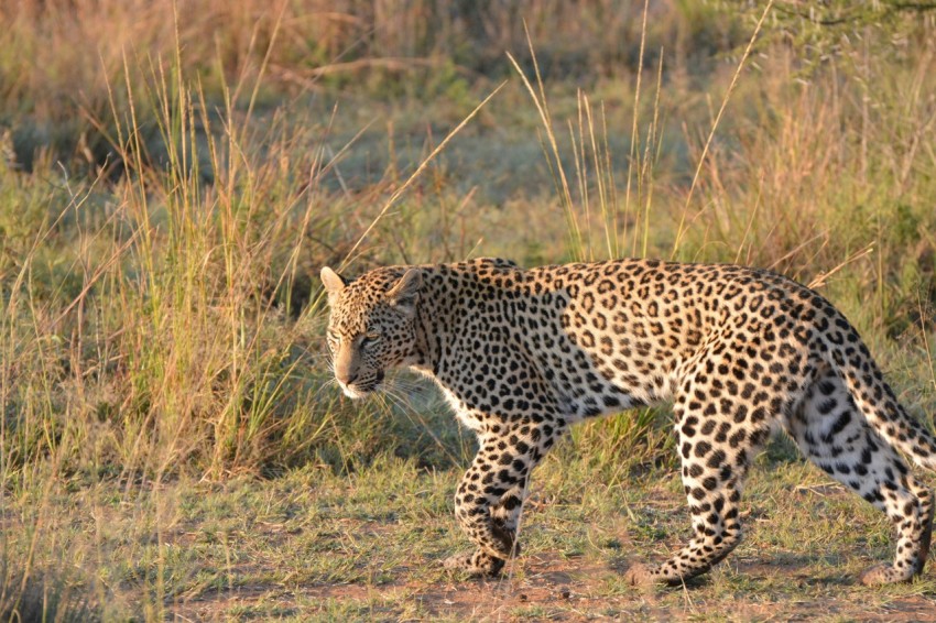 a large leopard walking through a grass covered field