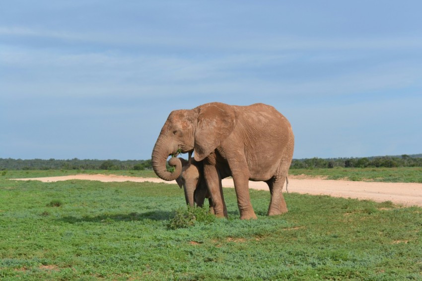 a large elephant standing on top of a lush green field