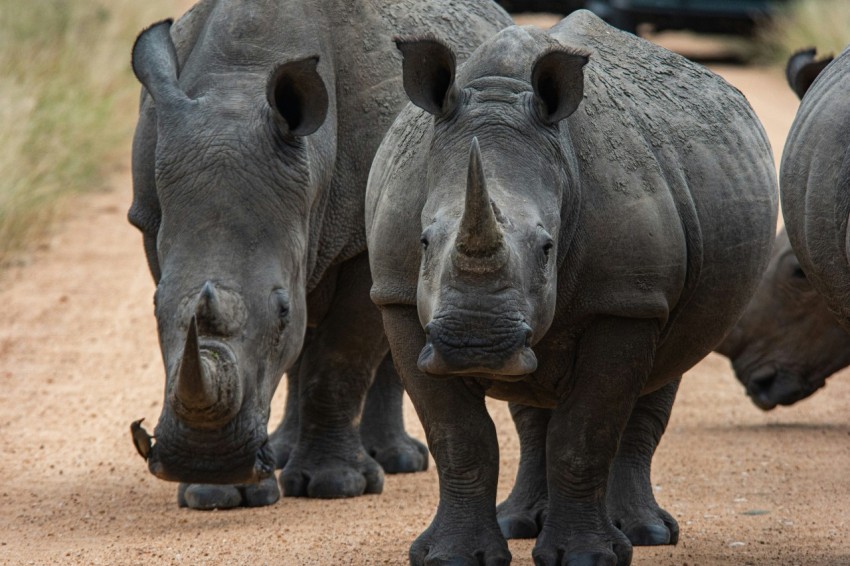 gray rhinoceros on brown sand during daytime s0lU