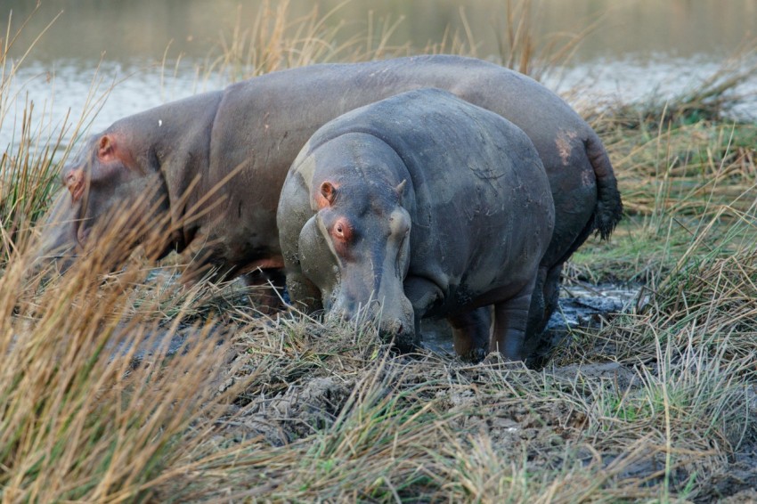 a couple of hippopotamus standing next to each other