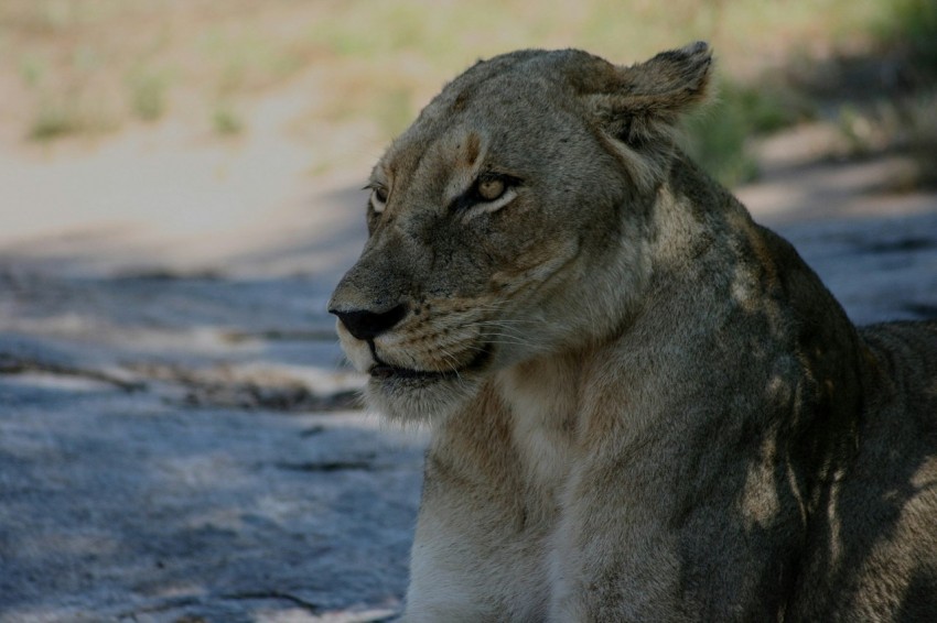 a close up of a lion laying on the ground