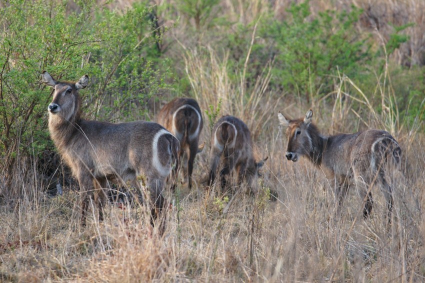 a herd of deer standing on top of a grass covered field