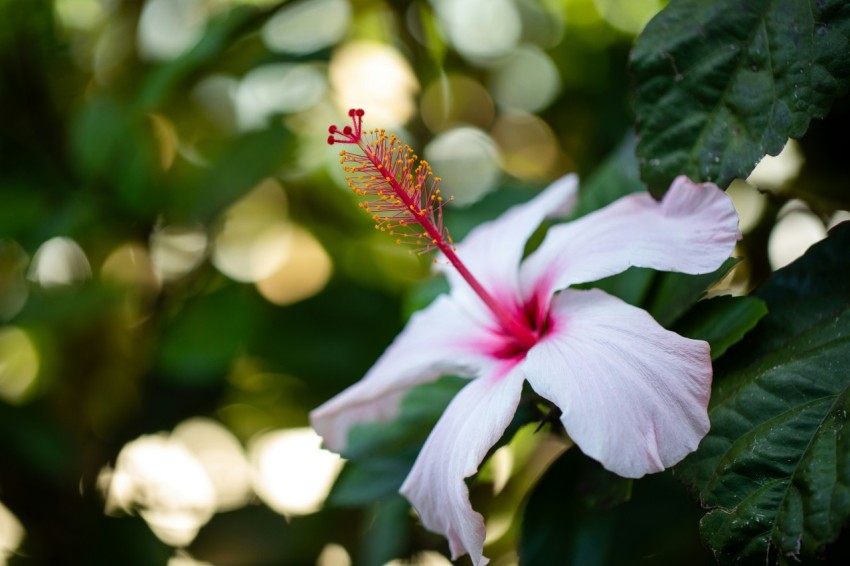 a white and pink flower with green leaves