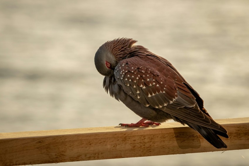 brown and gray bird on brown wooden plank Vr