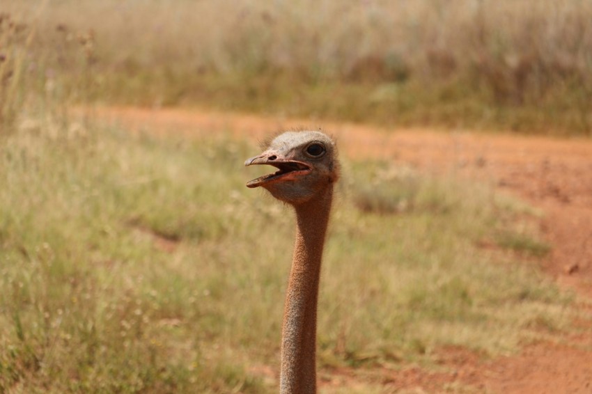 an ostrich standing in the middle of a dirt road vO