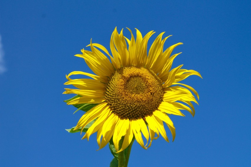 a sunflower with a blue sky in the background