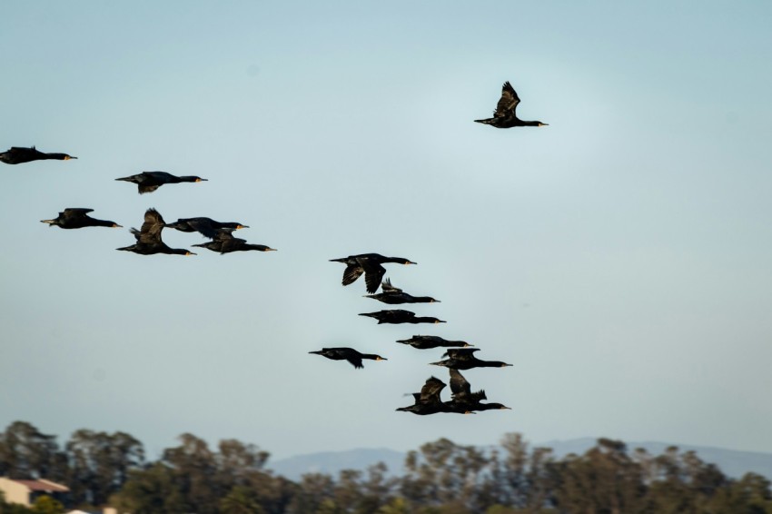 flock of birds flying during daytime