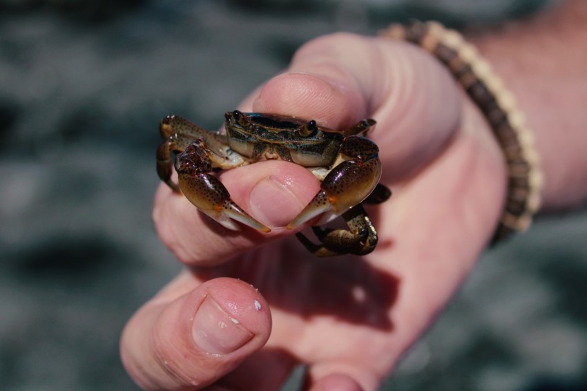 a person holding a small crab in their hand