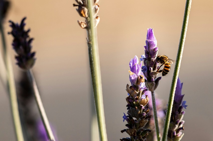 a close up of a bunch of flowers with a blurry background