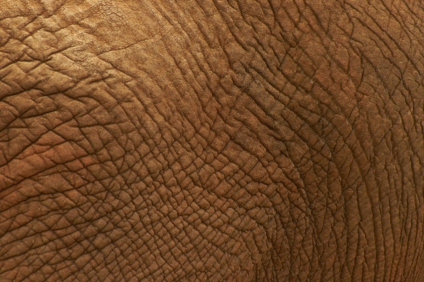 a close up view of an elephants skin